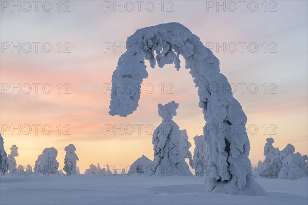 Snowy trees at sunset