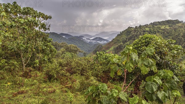 Tropical rainforest