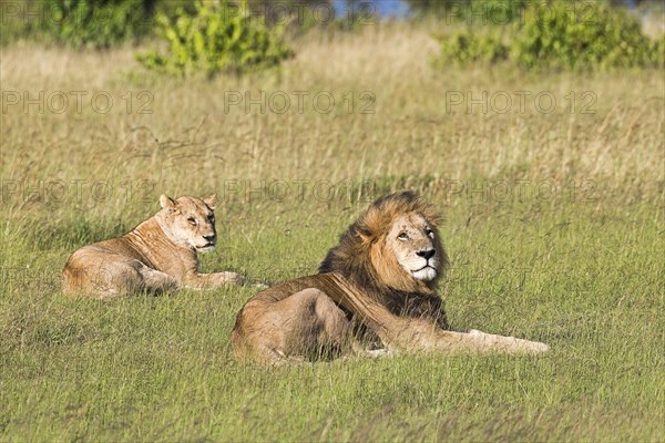 Lions (Panthera leo)