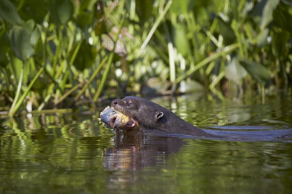 Giant otter (Pteronura brasiliensis) with captured piranha (Pygocentrus nattereri) in Rio Cuiaba