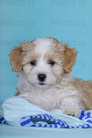 Havanese