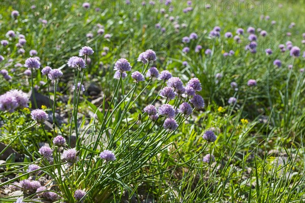 Wild flowering Garlic (Allium sativum) on the banks of the Elbe