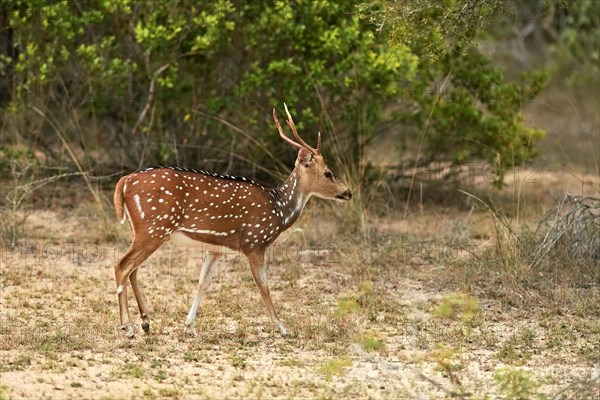 Chital (Axis axis)