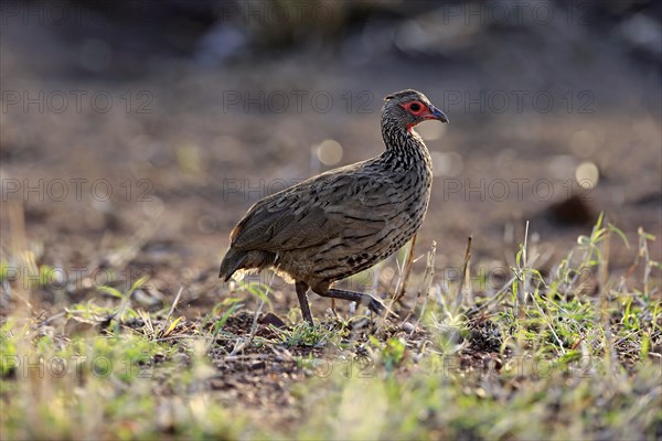 Swainson's spurfowl (Francolinus swainsonii)