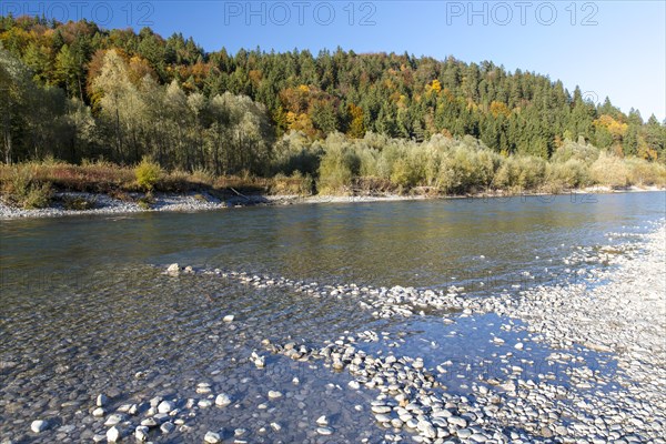 The river Lech with autumnal forest near the Ziegelwiesen
