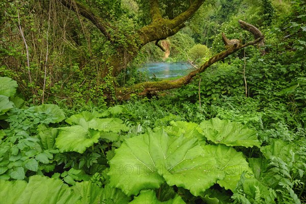 Alluvial forest