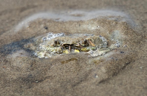 European green crab (Carcinus maenas) hides in the sand