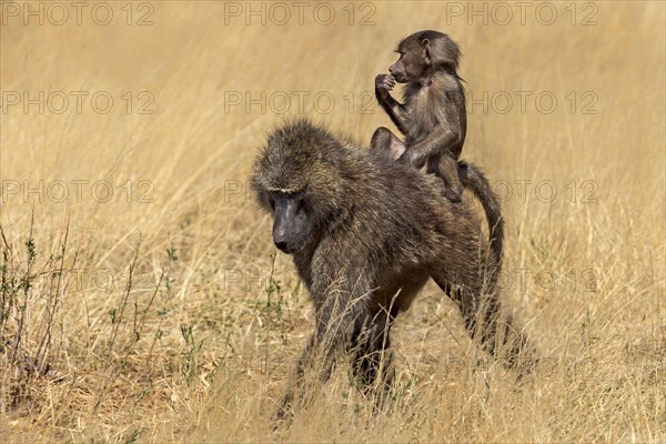 Olive Baboon (Papio anubis)