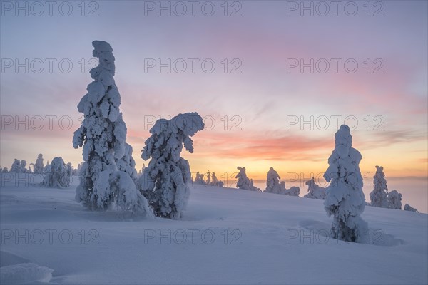 Snowy trees at sunset