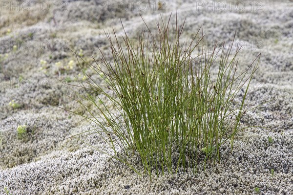 Grass tuft grows between Elongated Rock Moss (Racomitrium elongatum)