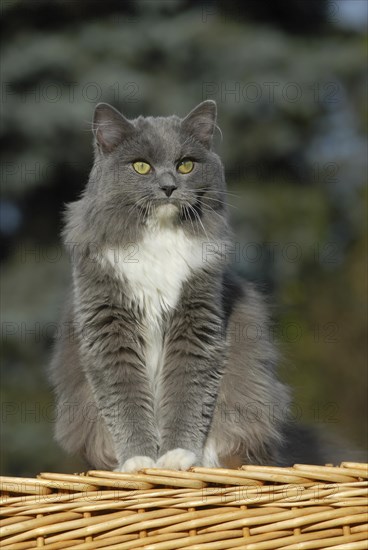 Ragdoll