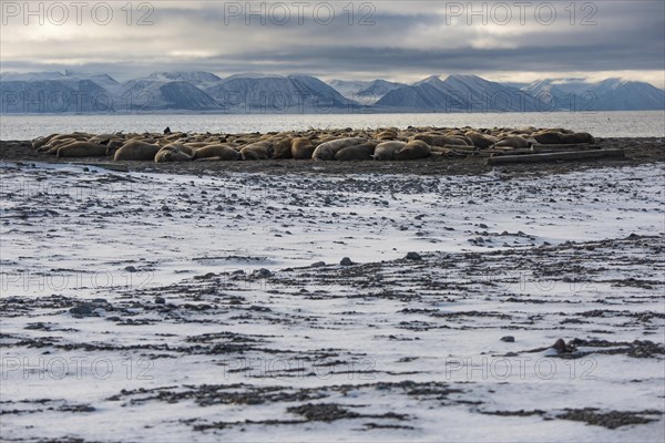 Walruses (Odobenus rosmarus)