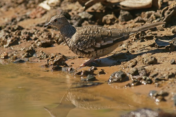 Scaled dove (Scardafella squammata)