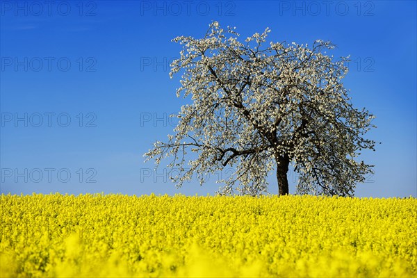 Rapeseed fields and blossoming cherry trees near Stucht