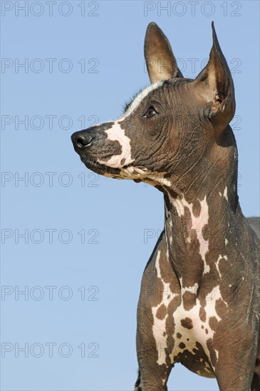 Perro sin pelo del Peru