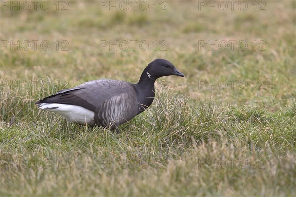 Brant Goose (Branta bernicla) is located in a meadow