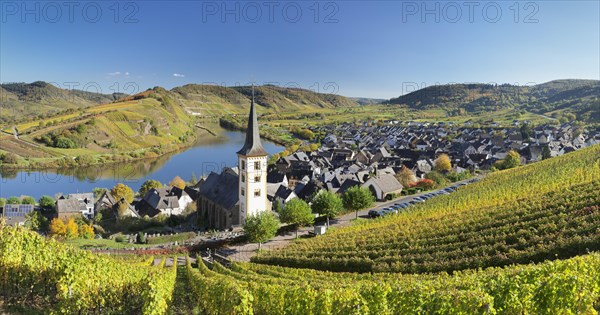 Vineyard at Moselleschleife near Bremm