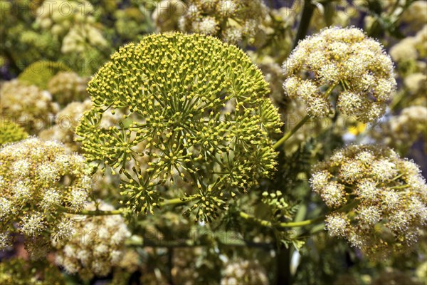 Yellow flowering giant fennel (Ferula communis)