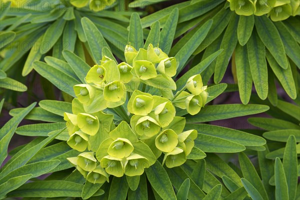 Inflorescence on a tree