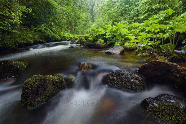 Haslach Gorge
