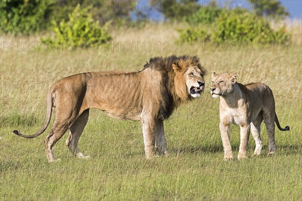 Lions (Panthera leo)