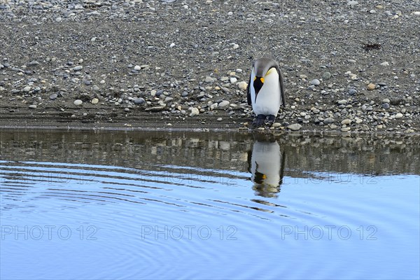King penguin (Aptenodytes patagonicus) looks into the water