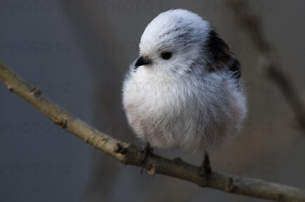 White-headed Bushtit (Aegithalos caudatus caudatus)