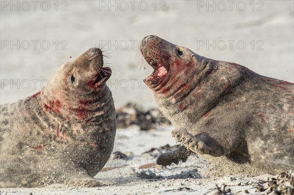 Grey seals (Halichoerus grypus)