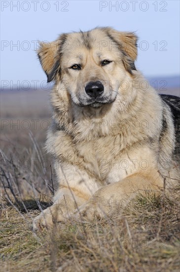 Caucasian Ovcharka