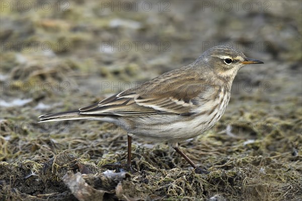 Water pipit (Anthus spinoletta)