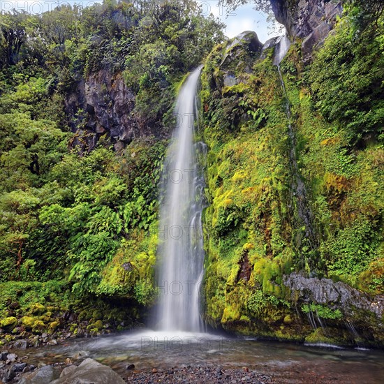 Dawson Falls waterfall in the middle of a tropical rainforest