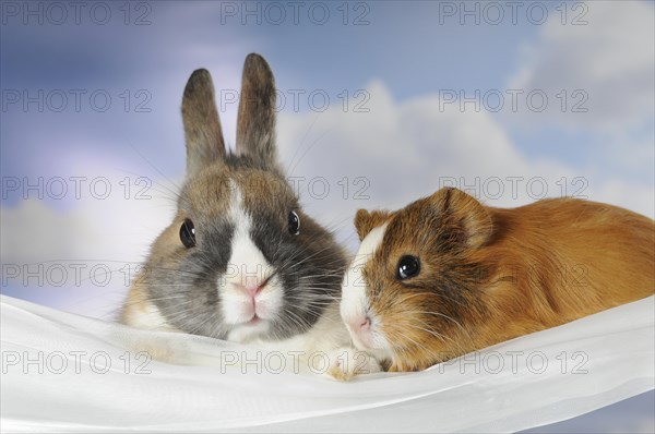 Dwarf rabbit and guinea pig