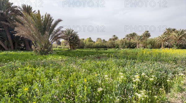 Palm trees and blooming meadow
