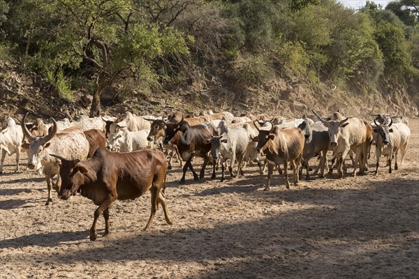 Cattle herd of the Hamer runs in dry river