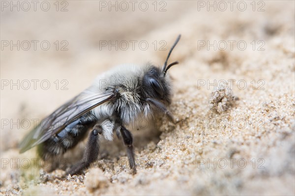 Ashy mining bee (Andrena cineraria)