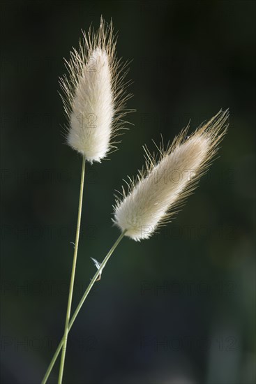 Hares tail grass (Lagurus ovatus)