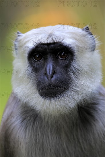 Northern plains gray langur (Semnopithecus entellus)