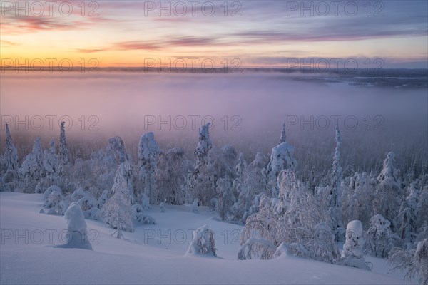 Fog over snowy trees at sunset