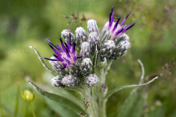 Alpine Saw-wort (Saussurea alpina)