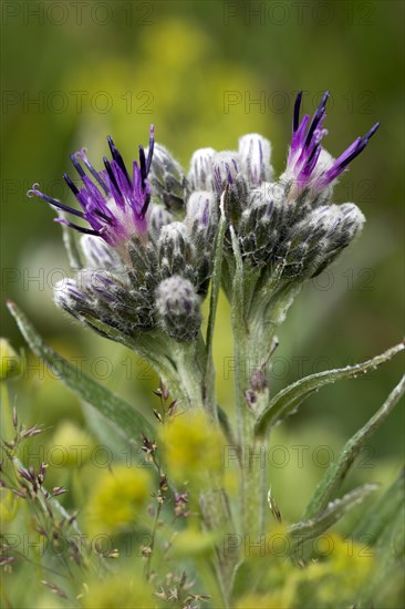 Alpine Saw-wort (Saussurea alpina)