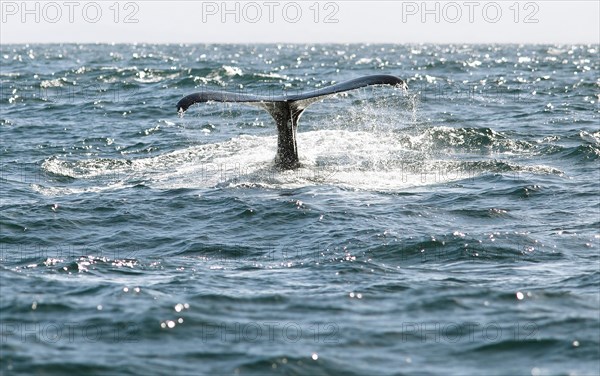 Fluke or tail fin