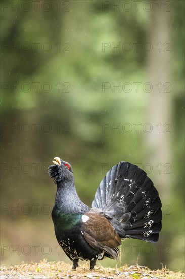 Western capercaillie (Tetrao urogallus)
