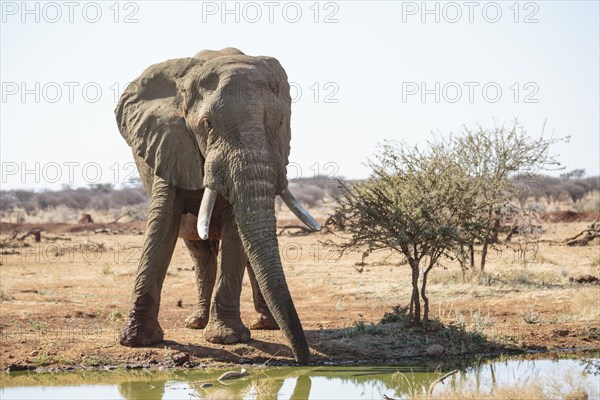 Elephant bull (Loxodonta africana) at the waterhole