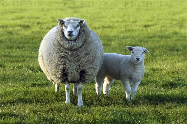 Sheep (Ovis) with lamb in a meadow