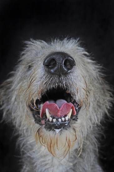 Irish Wolfhound
