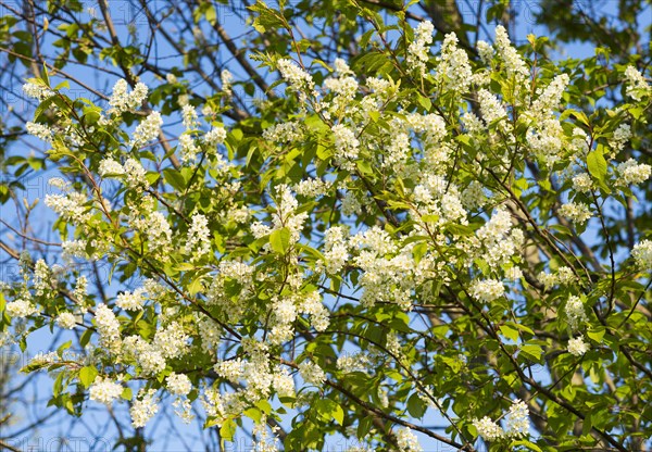 European Bird Cherry (Prunus padus)