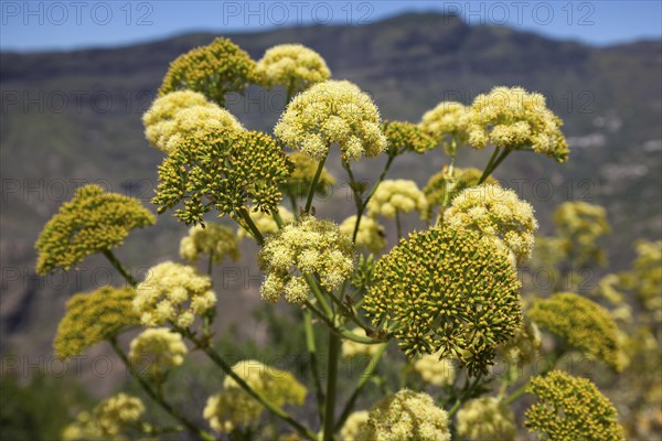 Yellow flowering giant fennel (Ferula communis)