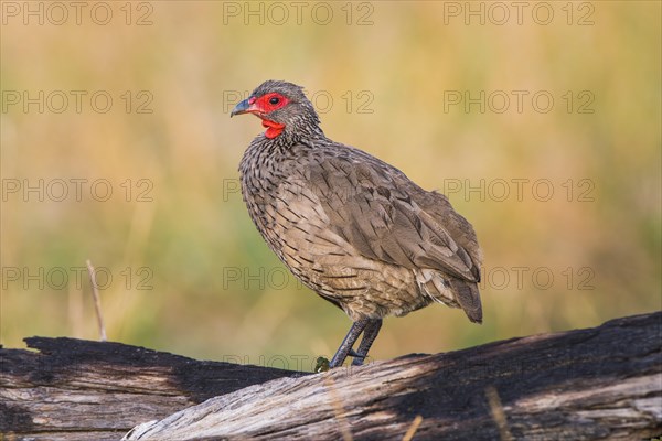 Swainson's spurfowl (Francolinus swainsonii)