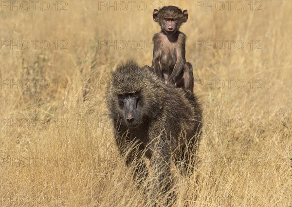 Olive Baboon (Papio anubis)