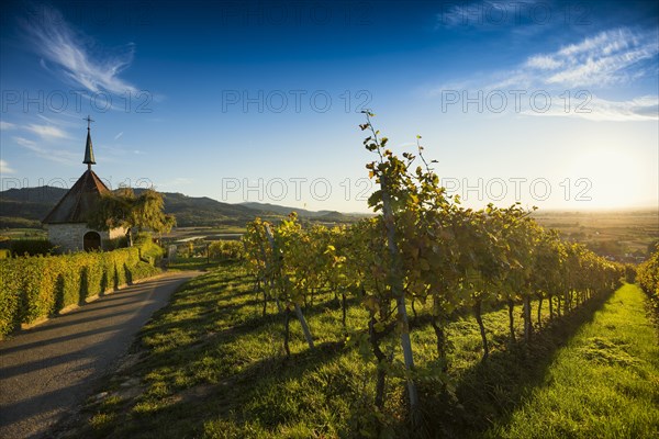 Olbergkapelle between vineyards